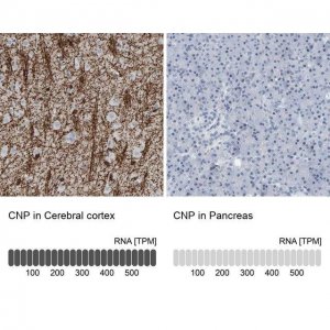 Anti-CNP antibody produced in rabbit HPA023266-100UL