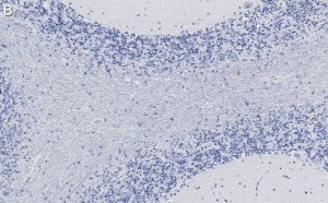 Anti-CNPase Antibody, clone 3N12 ZooMAb� Rabbit Monoclonal 