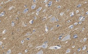Anti-CNTNAP2 Antibody, clone 2D17 ZooMAb� Rabbit Monoclonal 