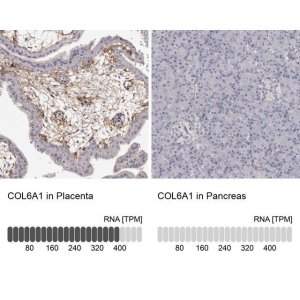 Anti-COL6A1 antibody produced in rabbit 