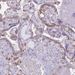 Anti-COLEC12 antibody produced in rabbit 