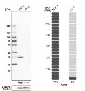 Anti-COMT antibody produced in rabbit HPA001169-100UL