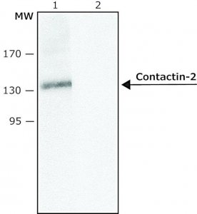 Anti-Contactin-2 (C-terminal) antibody produced in rabbit 