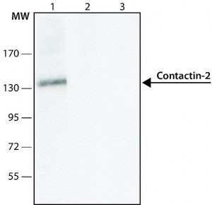 Anti-Contactin-2 (C-terminal) antibody produced in rabbit 