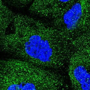 Anti-COQ2 antibody produced in rabbit HPA056599-100UL