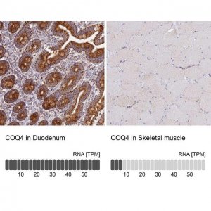 Anti-COQ4 antibody produced in rabbit 