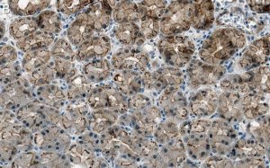 Anti-Cortactin Antibody, clone 1F15 ZooMAb� Rabbit Monoclonal 