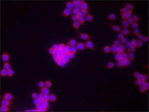 Anti-COX2 antibody produced in rabbit SAB4200576-200UL