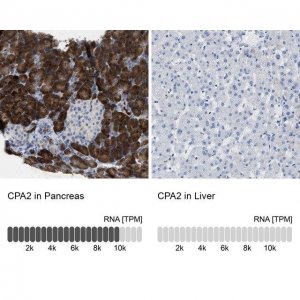 Anti-CPA2 antibody produced in rabbit 