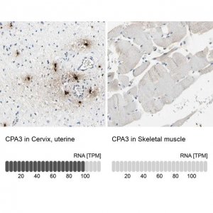 Anti-CPA3 antibody produced in rabbit 