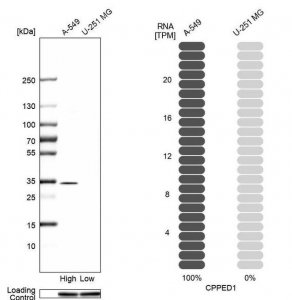 Anti-CPPED1 antibody produced in rabbit 