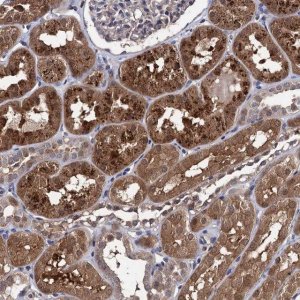 Anti-CPPED1 antibody produced in rabbit 