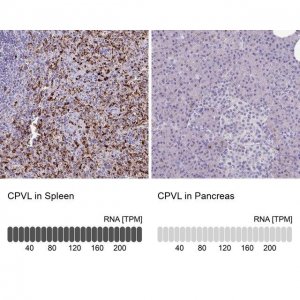 Anti-CPVL antibody produced in rabbit 