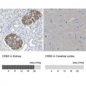 Anti-CRB3 antibody produced in rabbit 