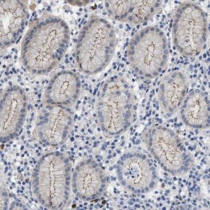 Anti-CRB3 antibody produced in rabbit 