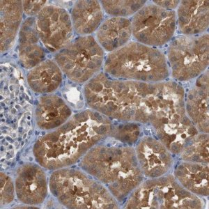 Anti-CREB3L2 antibody produced in rabbit 