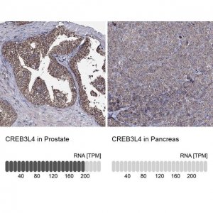 Anti-CREB3L4 antibody produced in rabbit 