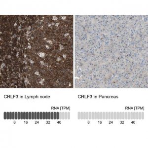 Anti-CRLF3 antibody produced in rabbit 