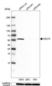Anti-CRLF3 antibody produced in rabbit 