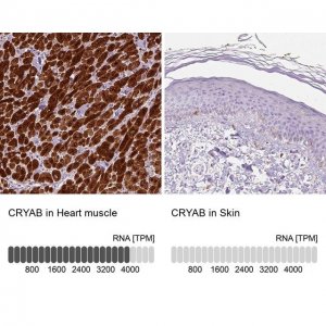 Anti-CRYAB antibody produced in rabbit 