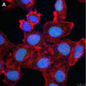 Anti-Cryptochrome-1 Antibody, clone 2C22 ZooMAb� Rabbit Monoclonal 