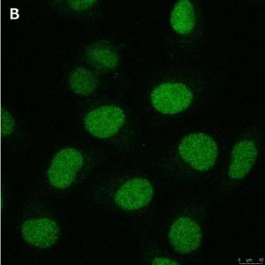 Anti-Cryptochrome-1 Antibody, clone 2C22 ZooMAb� Rabbit Monoclonal 