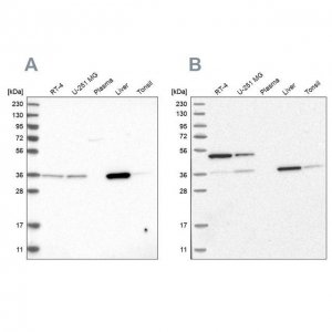 Anti-CRYZ antibody produced in rabbit 