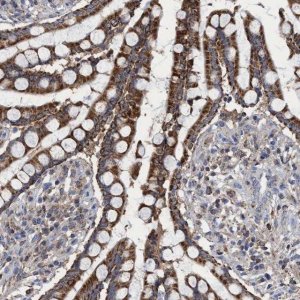 Anti-CRYZ antibody produced in rabbit 