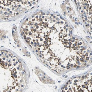 Anti-CSDE1 antibody produced in rabbit 