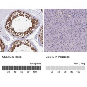 Anti-CSE1L antibody produced in rabbit 