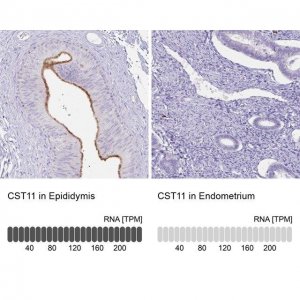 Anti-CST11 antibody produced in rabbit 