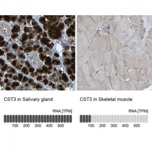 Anti-CST3 antibody produced in rabbit 