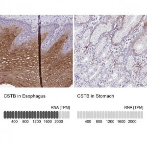 Anti-CSTB antibody produced in rabbit 