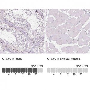 Anti-CTCFL antibody produced in rabbit 