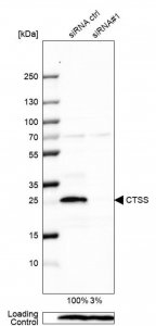 Anti-CTSS antibody produced in rabbit 