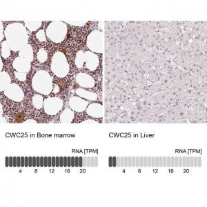 Anti-CWC25 antibody produced in rabbit 