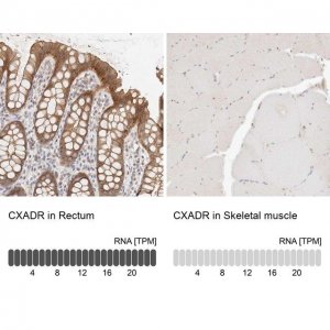 Anti-CXADR antibody produced in rabbit 