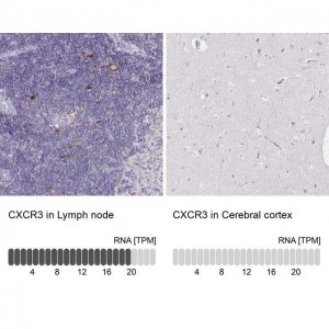 Anti-CXCR3 antibody produced in rabbit 
