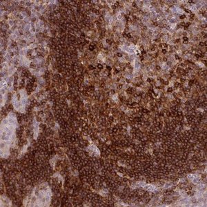 Anti-CXCR5 antibody produced in rabbit 