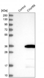 Anti-CXorf56 antibody produced in rabbit 