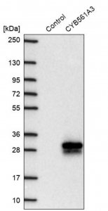 Anti-CYB561A3 antibody produced in rabbit HPA052548-100UL