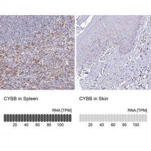 Anti-CYBB antibody produced in rabbit HPA051227-100UL