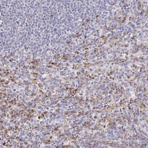 Anti-CYBB antibody produced in rabbit HPA051227-100UL