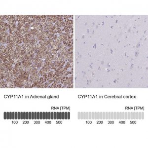 Anti-CYP11A1 antibody produced in rabbit 