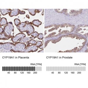 Anti-CYP19A1 antibody produced in rabbit 