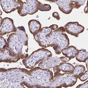 Anti-CYP19A1 antibody produced in rabbit 