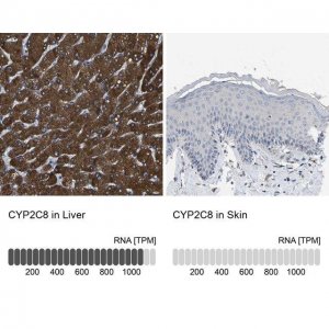 Anti-CYP2C8 antibody produced in rabbit 
