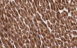 Anti-Cytochrome c Antibody, clone 1M14 ZooMAb� Rabbit Monoclonal 