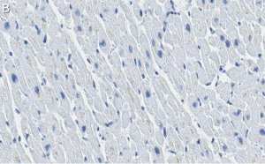 Anti-Cytochrome c Antibody, clone 1M14 ZooMAb� Rabbit Monoclonal 
