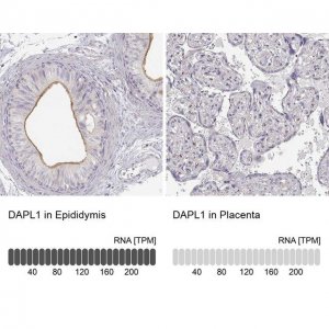 Anti-DAPL1 antibody produced in rabbit 